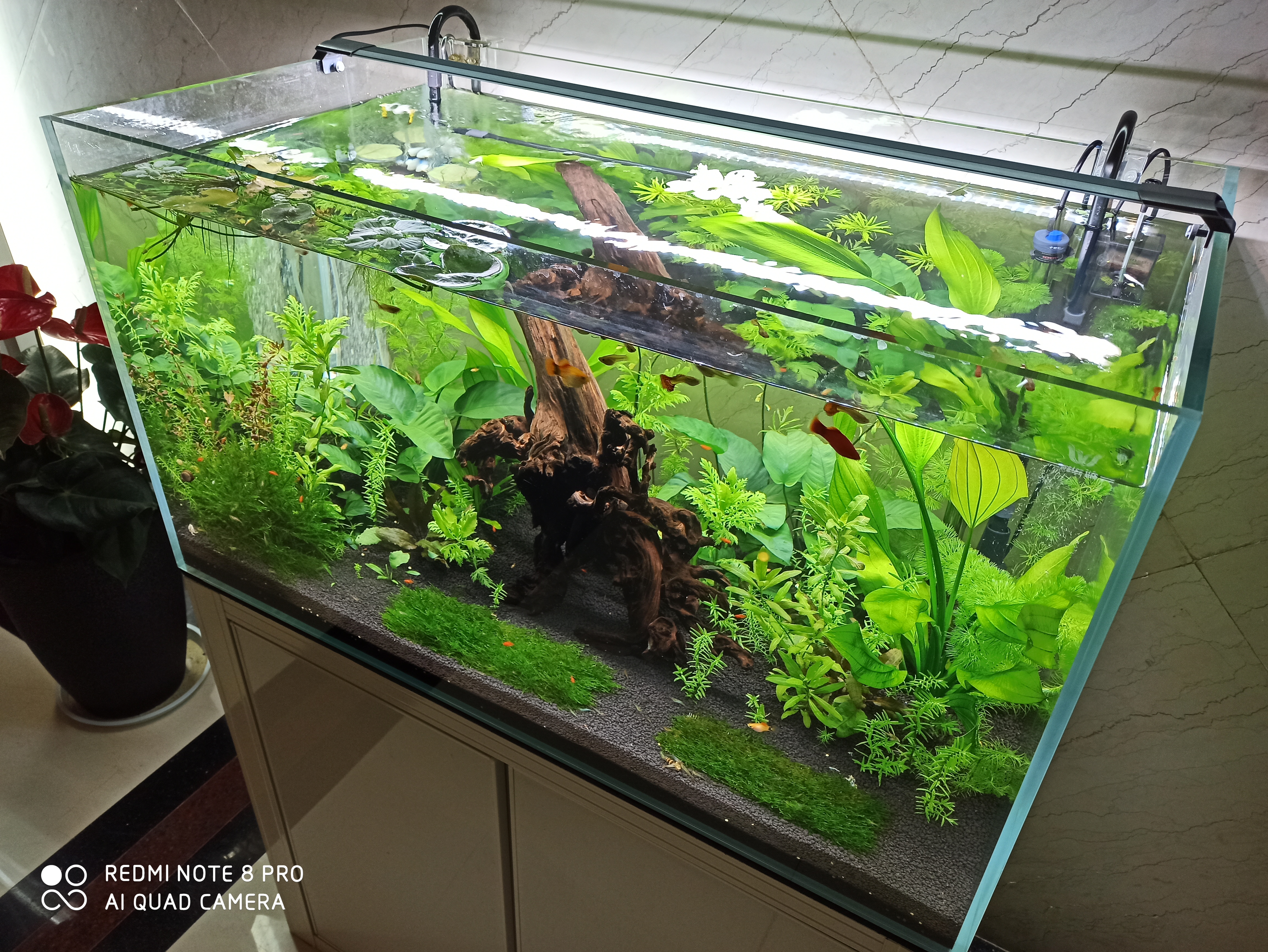 鱼缸养什么比较好看,鱼缸哪种最实用好养