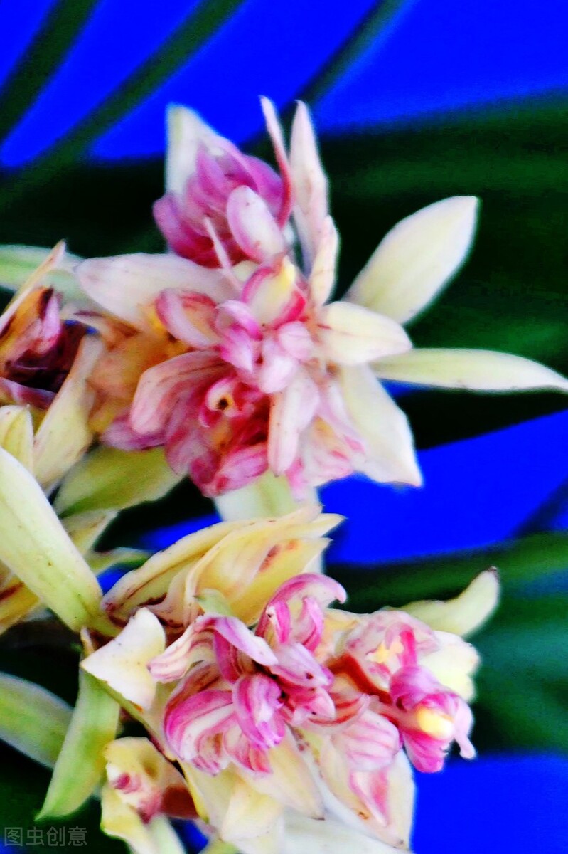 现在买的带花苞的建兰能开花吗,建兰刚开始长花苞怎样养护