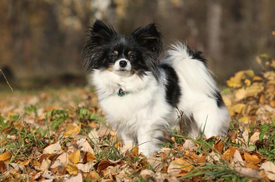 爱干净又好养的狗排名前十,最好养的狗又干净又不掉毛不乱叫