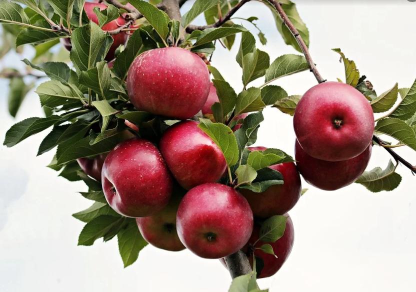 六种食物对孩子危险,十种危险的食物孩子吃了会变傻