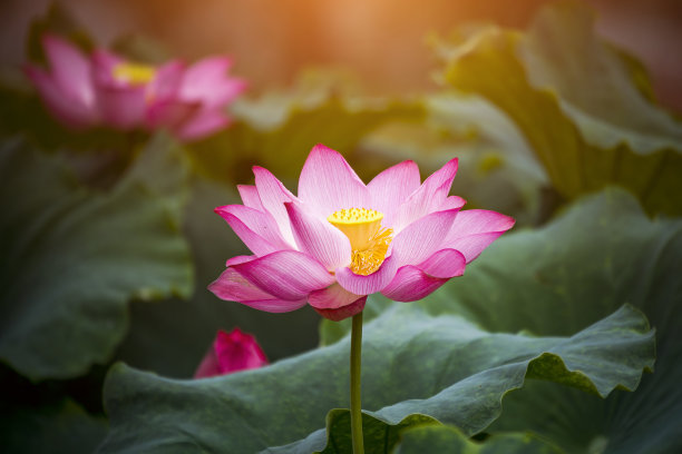 爱莲说的翻译简短50字,爱莲说句子翻译