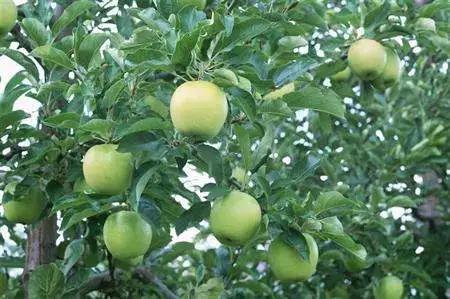 果实没有膨大的原因,果实大小不一主要是什么引起的