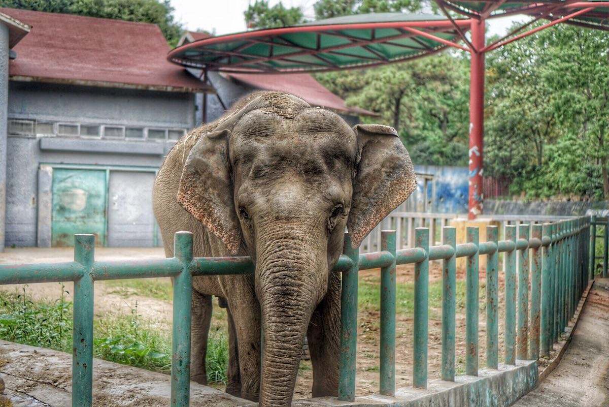 国内值得去的十大动物园,国内最值得去的动物园