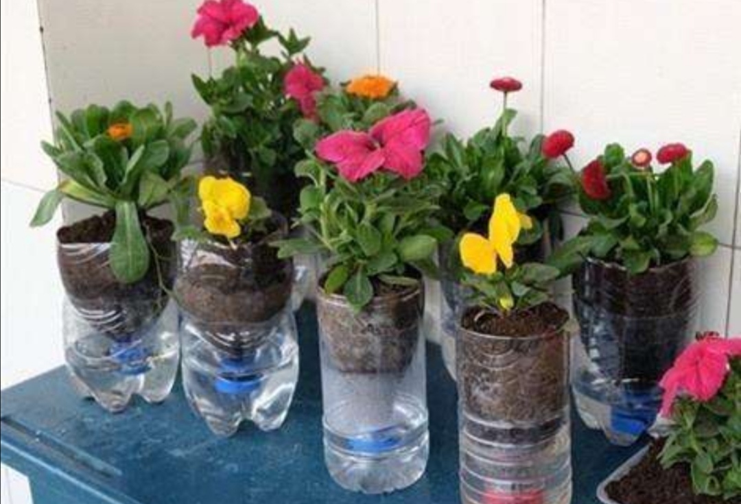 阳台种菜养花塑料箱子,塑料瓶子种菜怎么养殖