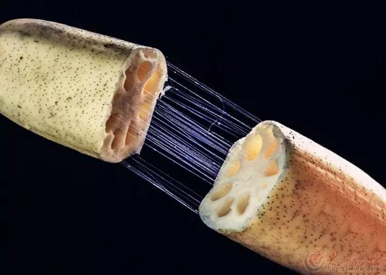 动物与植物有哪些成语故事,哪些成语与植物行为有关