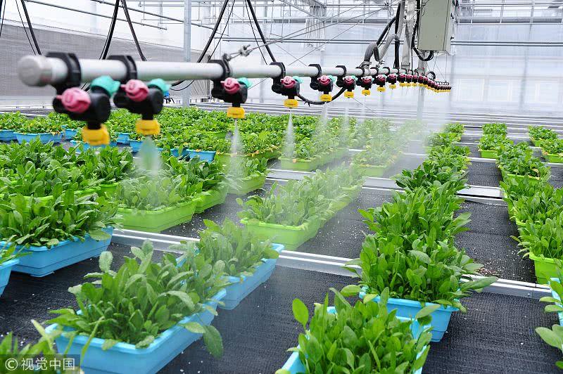 盆栽蔬菜与无土栽培的区别在哪里,盆栽蔬菜基质技术有哪些