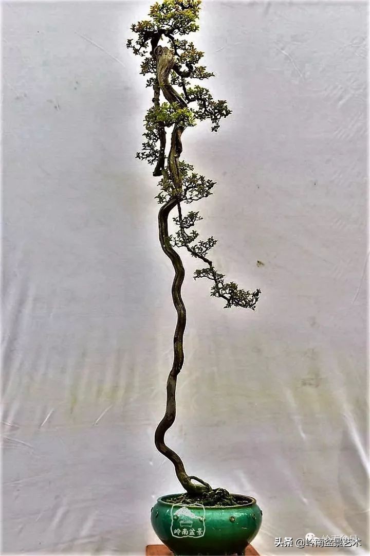 以根代杆下细上粗式盆景图片,十种适合吊着养的盆景