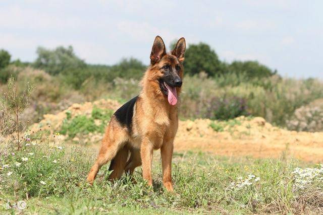 德国牧羊犬狗粮什么牌子好,德国牧羊犬狗粮什么牌子好用