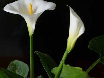 马蹄莲开完花还用重新种吗,马蹄莲花开完后怎么养