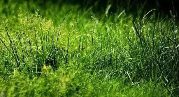 说文解字诗经考点,诗经说文解字108课