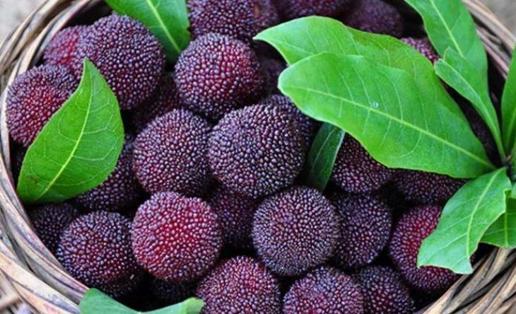 怎样洗杨梅的虫子不要小苏打,洗杨梅怎么洗虫子会跑出来