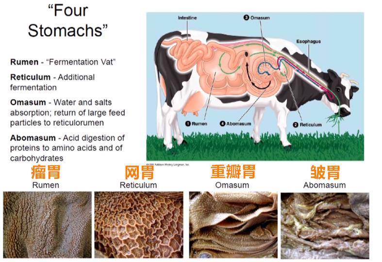 新西兰农场主交什么税,新西兰农业税