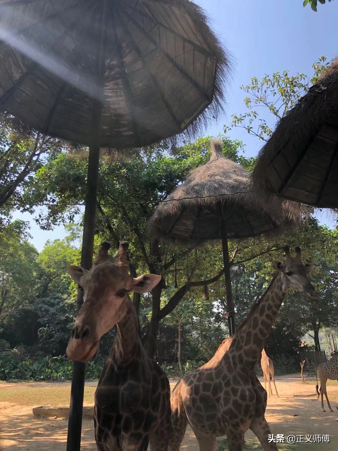 长隆动物园的动物,广州的长隆野生动物园有哪些动物