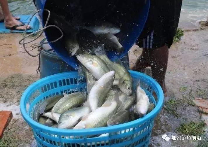 加州鲈亩产,加州鲈年亩产