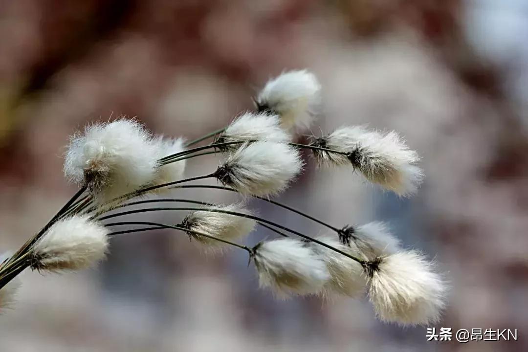 白露节气风俗习惯,白露节气的古诗词