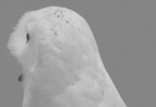 谁说避孕药只能避孕，它能治疗6种妇科疾病，包括痛经！