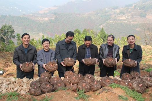 整个株都有毒，在我国已有3000多年历史，到国外竟是优质食材