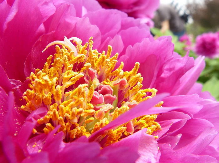 光荣v20能微距拍照嘛,光荣v20的相机微距在哪里