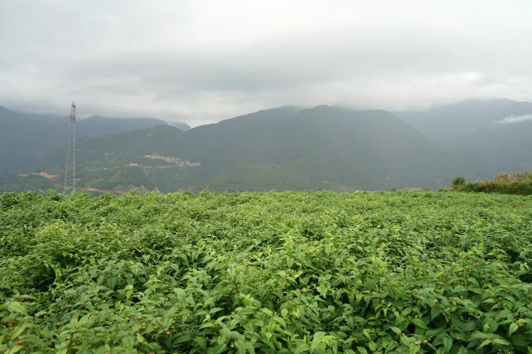 大理特点农业小镇,大理乡村发展现状和发展趋势