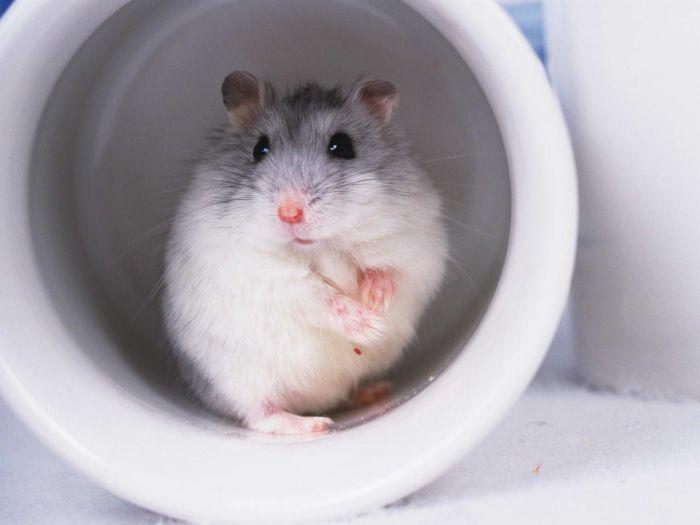 养仓鼠的必备品,养仓鼠的必备品有什么