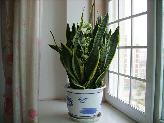 室内吸甲醛最好的10种花,新家养什么花可以除甲醛