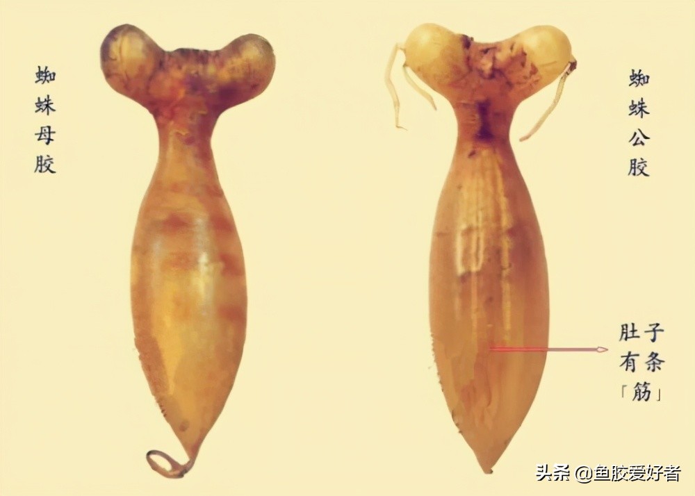 鱼胶选买什么样的好,如何挑选鱼胶让人觉得你是内行