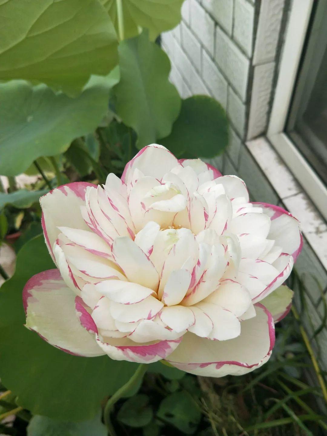 碗莲开花后的种子还可以用吗,碗莲种子种的第一年能开花吗