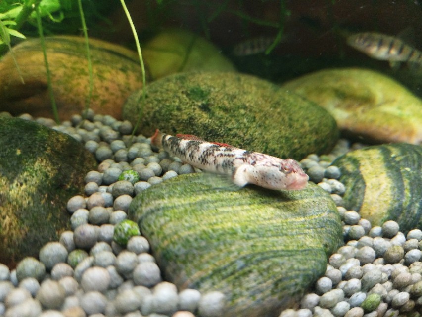 原生鱼吃什么,原生鱼吃什么最容易长大