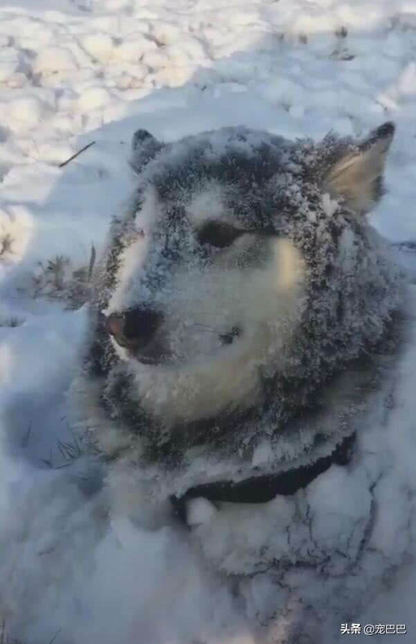 阿拉斯加雪橇犬在雪里的特征,阿拉斯加的雪橇