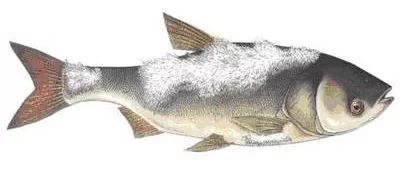 鱼得了水霉怎么治疗,水质好了鱼得水霉病能自愈吗