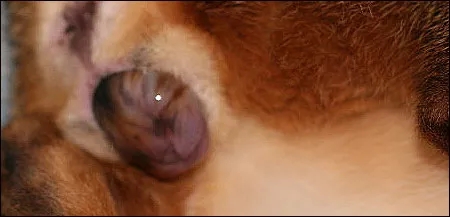 记录猫咪生产全过程,猫咪生产时的全过程