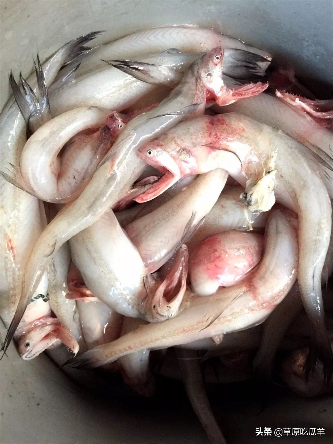 宁波地道的特点海鲜叫什么,宁波小海鲜都有哪些