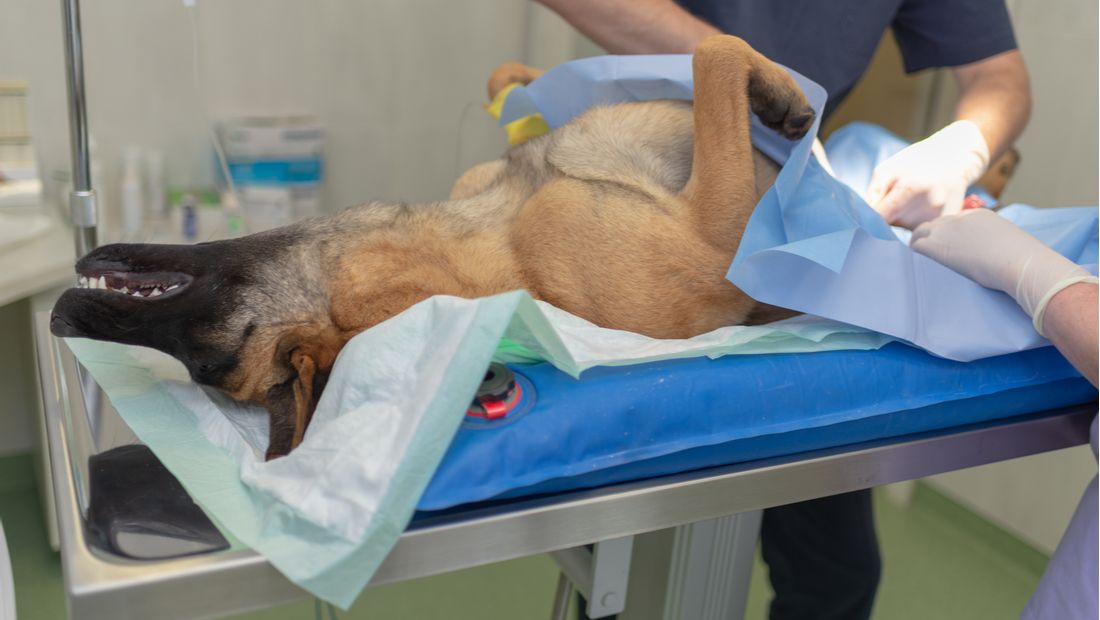 狗狗在几岁绝育最好,狗狗生理期结束后多久可以做绝育