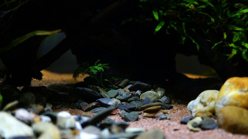 南美水族论坛推荐,南美水草造景论坛