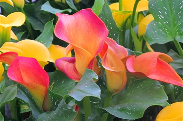 马蹄莲如何复花,马蹄莲开花的时候能不能换盆