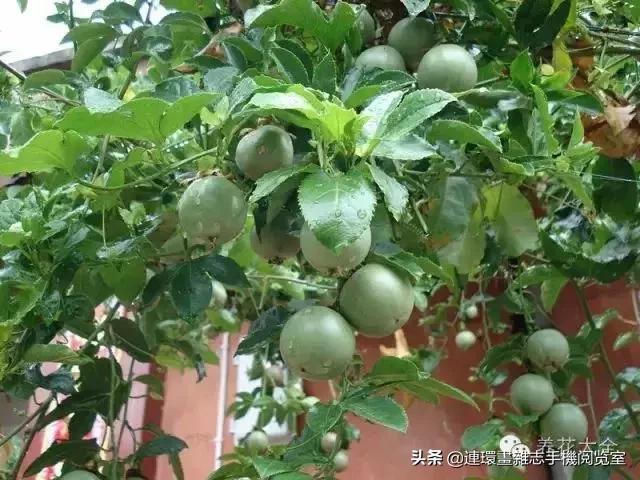 100种常见花卉植物图谱,100种花卉素描图谱