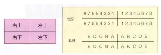 28颗牙齿的构造图,反刍动物牙齿构造