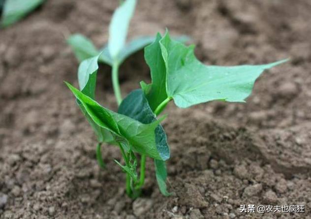 几月份栽种红薯，现在栽红薯早吗？5句种红薯的农谚，句句实用