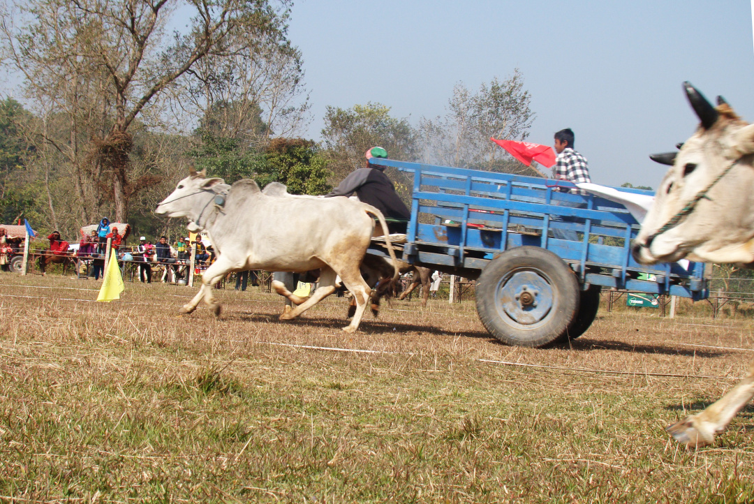 世界杯大象足球,大象足球比赛