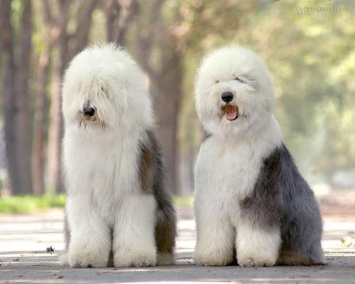 世界上所有的狗品种图片,世界最名贵的狗前十名及其简介