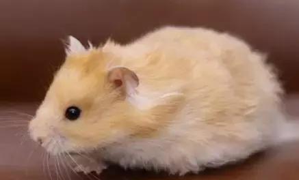 仓鼠的种类习性详细介绍,仓鼠有哪些亚种种类