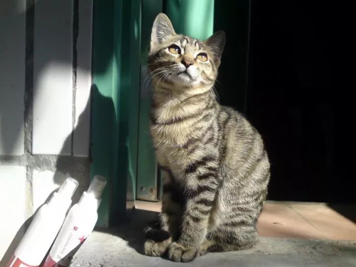 养猫首选这几种猫既便宜又好养,养猫新手适合养什么猫500元左右