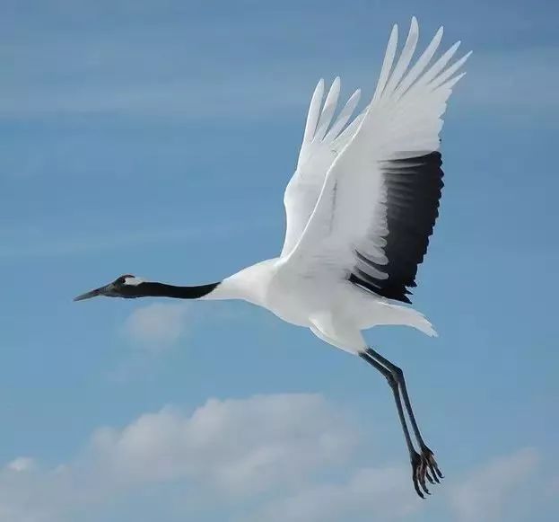 丹顶鹤的忠贞,丹顶鹤浪漫忠贞