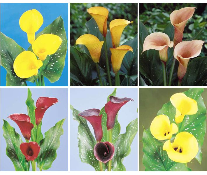 马蹄莲是马蹄开的花吗图片,叶子像马蹄的植物马蹄莲