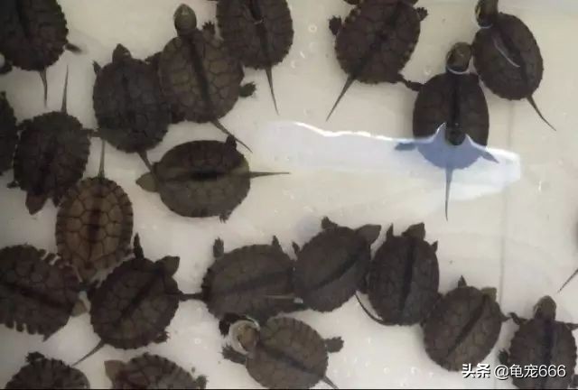 历年龟价走势如何,2024年龟行情走势