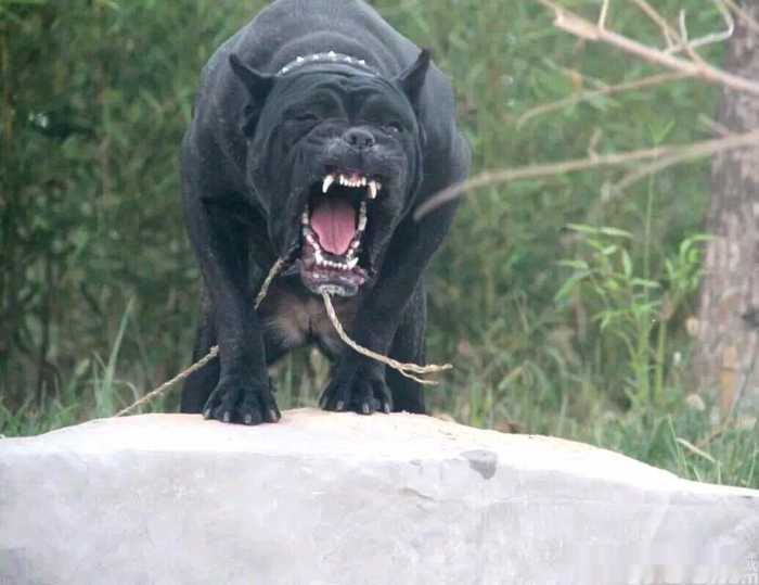 狗界“霸气”的几种狗，家里养一只，小偷不进门