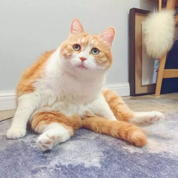 为什么猫咪在发情期间喜欢到处乱尿，并且气味比平时的尿液难闻？