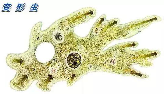 5分钟一文看懂阿米巴,一张图看懂阿米巴经营