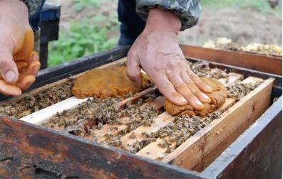 蜜蜂的饲喂技术,蜜蜂养殖加入什么能使蜜蜂活力大