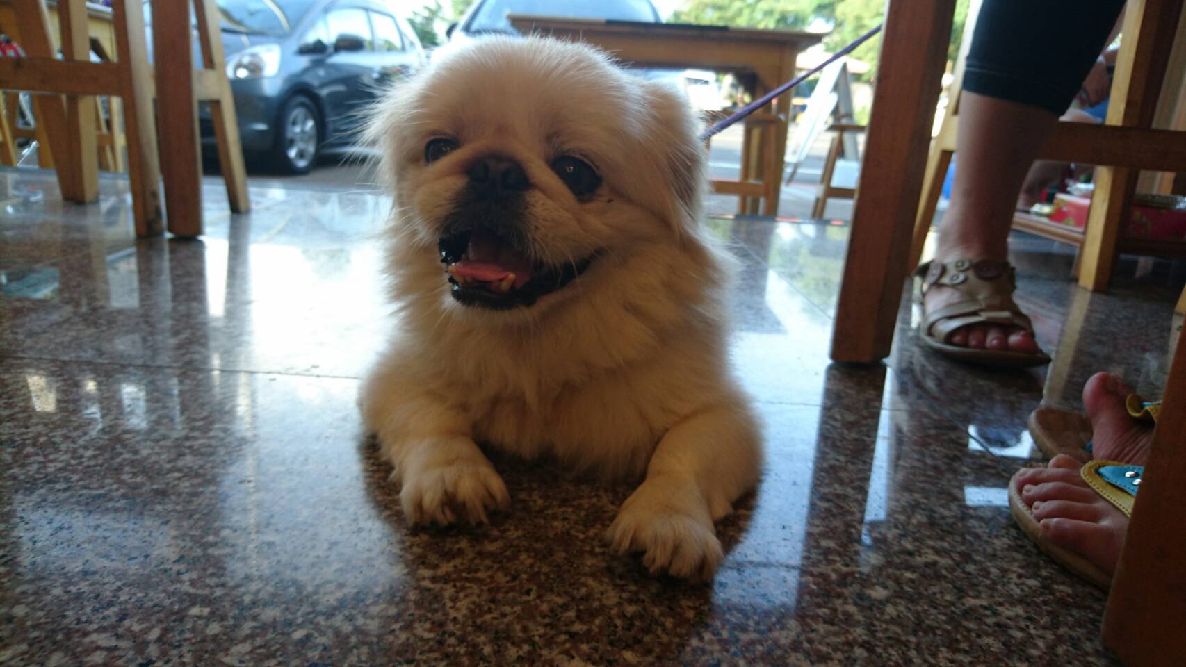 又温顺又适合孩子养的小狗,能抱的小狗狗可以养哪些